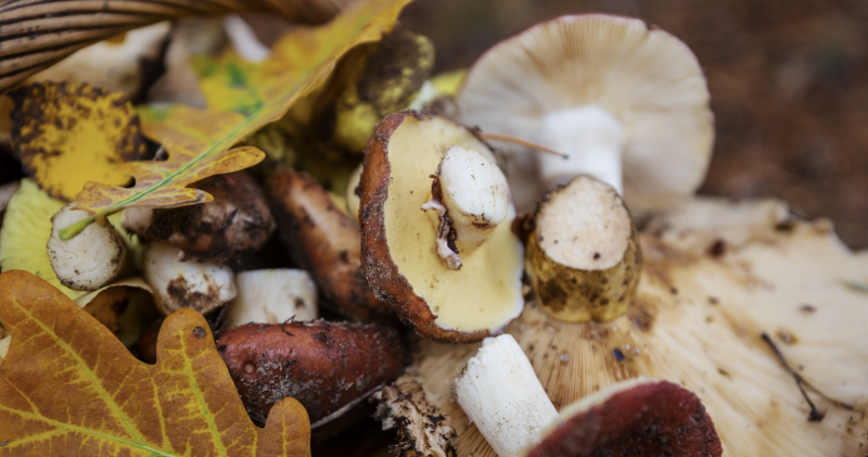 Ottobre a Selvapiana: Sagra dei Funghi e Tartufi